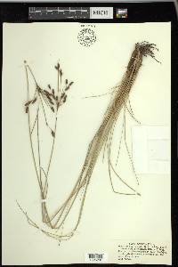 Fimbristylis castanea image