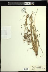 Fimbristylis miliacea image