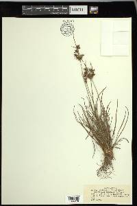 Fimbristylis dichotoma image