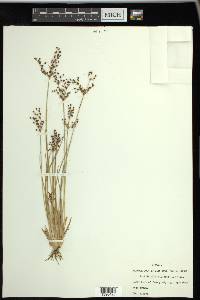 Fimbristylis miliacea image