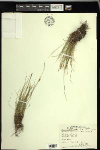 Carex myosuroides image