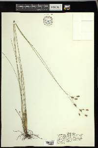 Fimbristylis puberula image