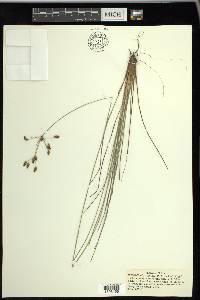 Fimbristylis puberula image