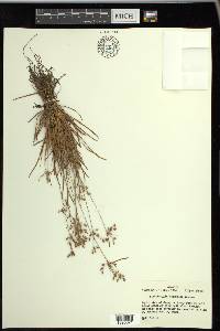 Fimbristylis decipiens image