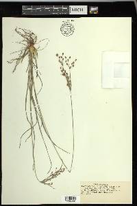 Fimbristylis dichotoma image