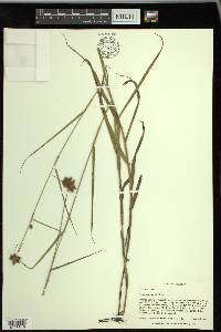 Fuirena squarrosa image