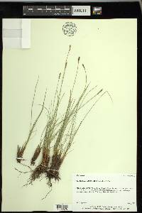 Carex myosuroides image