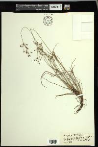 Fimbristylis dichotoma image