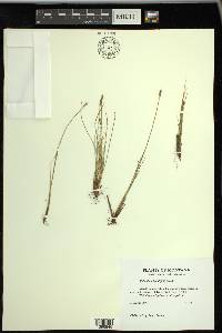 Carex myosuroides image