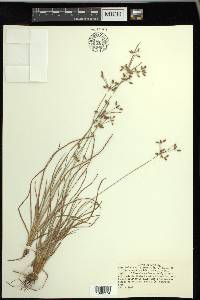 Fimbristylis dichotoma image