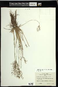 Fimbristylis miliacea image