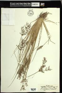 Fimbristylis miliacea image