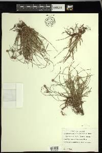 Kyllinga gracillima image