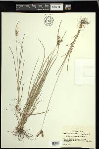 Fimbristylis tomentosa image