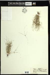 Fimbristylis vahlii image