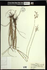 Fimbristylis caroliniana image