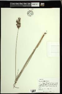 Fimbristylis dichotoma image