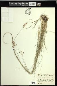 Fimbristylis puberula image