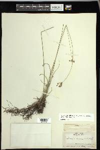 Fimbristylis puberula image