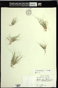 Fimbristylis vahlii image