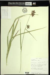 Fuirena simplex var. simplex image