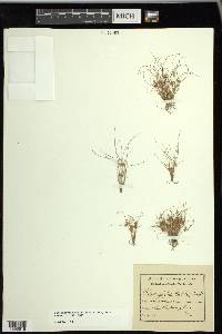 Fimbristylis vahlii image