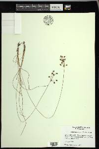 Fimbristylis castanea image