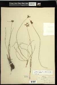 Fimbristylis puberula image