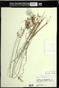 Fimbristylis tomentosa image