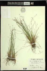 Eleocharis microcarpa image