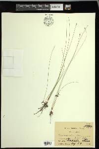 Eleocharis erythropoda image