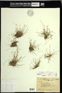 Eleocharis flavescens image