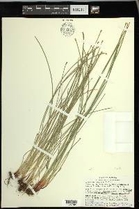 Eleocharis compressa image