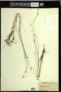 Eleocharis montevidensis image