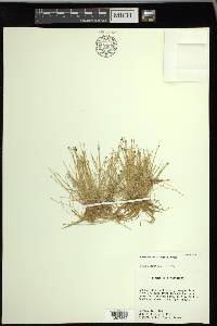 Eleocharis flavescens image