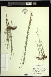 Eleocharis compressa image