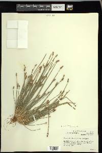 Eleocharis engelmannii image