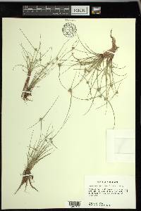 Cyperus neotropicalis image