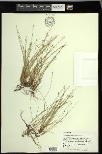 Eleocharis flavescens image