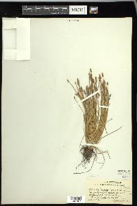 Eleocharis engelmannii image