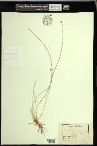 Eleocharis melanocarpa image