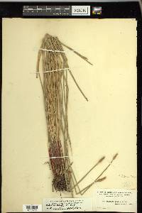 Eleocharis montana image