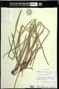 Eleocharis equisetoides image