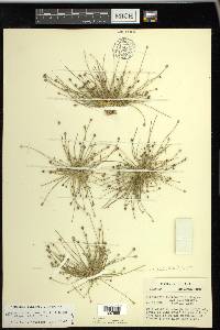 Eleocharis geniculata image