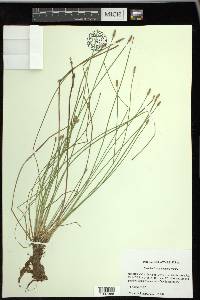 Eleocharis engelmannii image