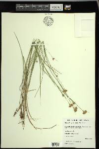 Rhynchospora alba image