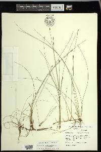 Eleocharis erythropoda image