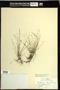 Eleocharis flavescens image