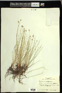 Eleocharis montevidensis image