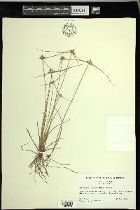 Cyperus neotropicalis image